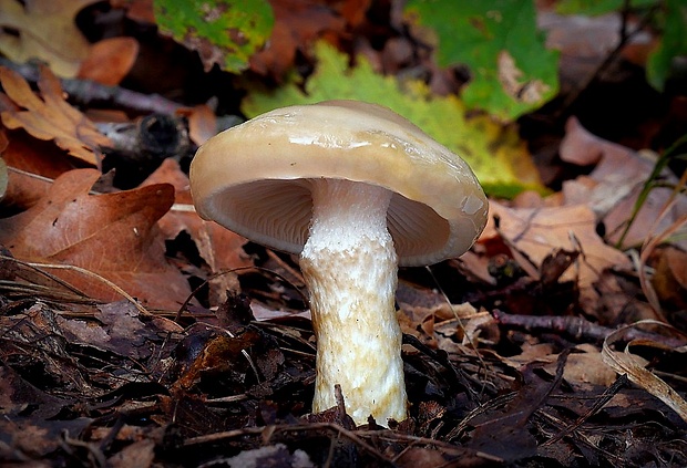 šťavnačka Persoonova Hygrophorus persoonii Arnolds