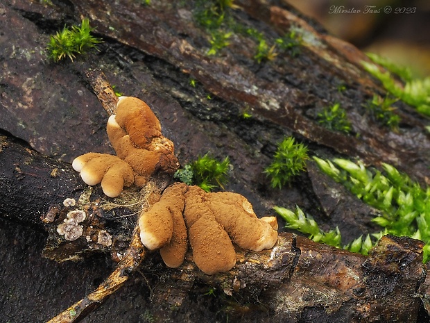 mäsovka lišajníková Hypocreopsis lichenoides (Tode) Seaver