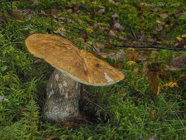 kozák žltooranžový Leccinum versipelle (Fr. & Hök) Snell