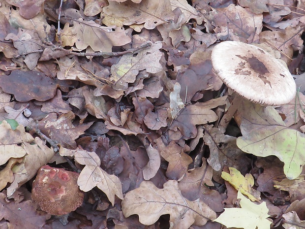 bedľa štíhla Macrolepiota mastoidea (Fr.) Singer