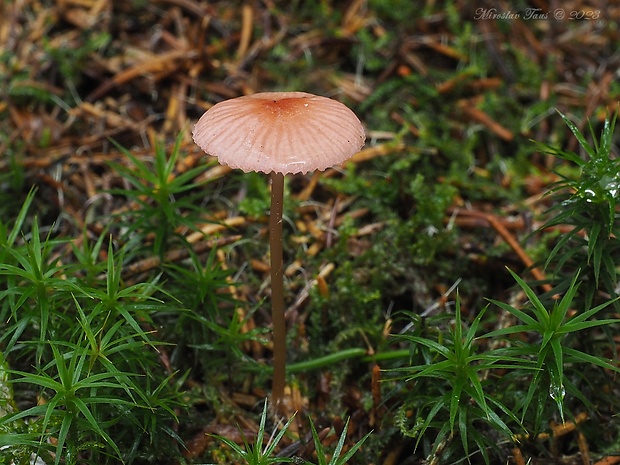 prilbička ružová Mycena rosella (Fr.) P. Kumm.