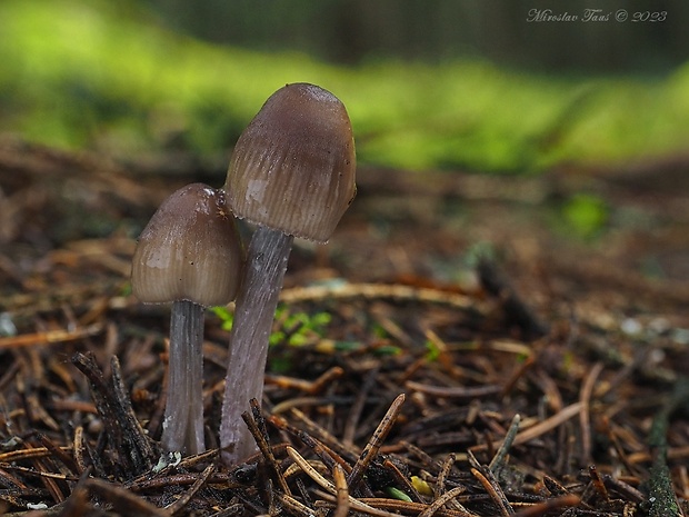 prilbička Mycena sp.