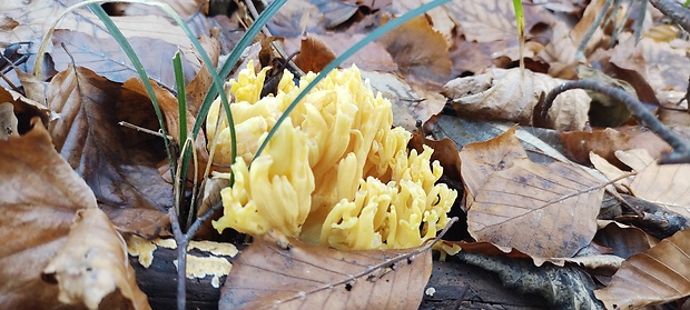 strapačka Phaeoclavulina roellinii (Schild) Giachini