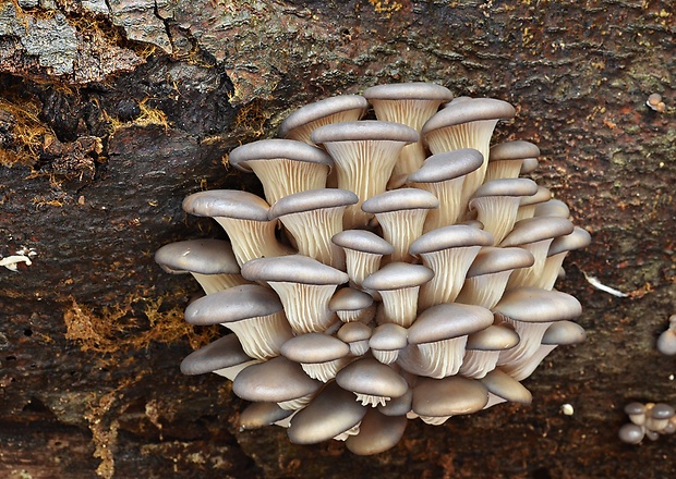 hliva ustricovitá Pleurotus ostreatus (Jacq.) P. Kumm.