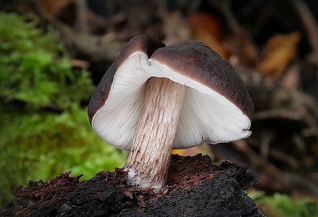 štítovka jelenia Pluteus cervinus (Schaeff.) P. Kumm.