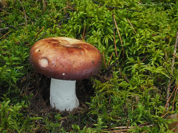 plávka štipľavá Russula badia Quél.