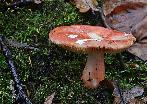 plávka úhľadná Russula rosea Pers.