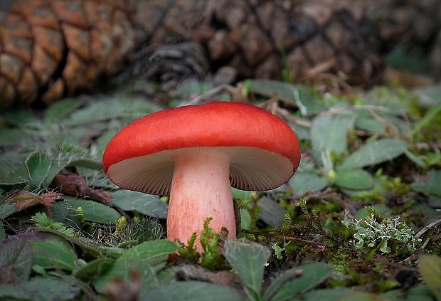 plávka vínovočervená Russula xerampelina (Schaeff.) Fr.