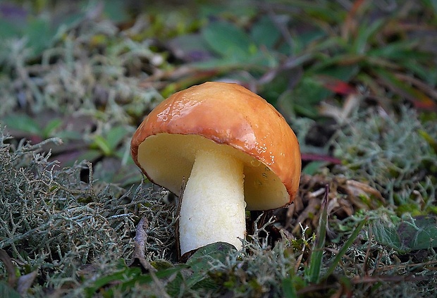 masliak zrnitý Suillus granulatus (L.) Roussel