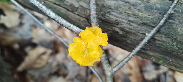 rôsolovka zlatožltá Tremella mesenterica Retz.