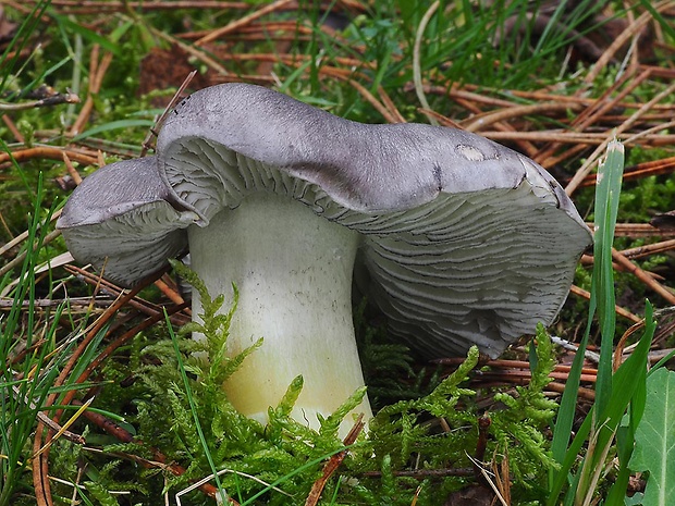 čírovka sivá Tricholoma portentosum (Fr.) Quél.