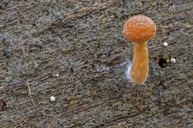 smeťovka zimná Tubaria cf. furfuracea (Pers.) Gillet