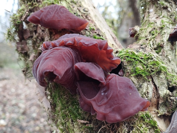 uchovec bazový Auricularia auricula-judae (Bull.) Quél.