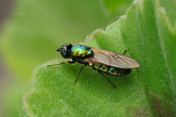 bránivka zelenkastá Chloromyia formosa (Scopoli, 1763)