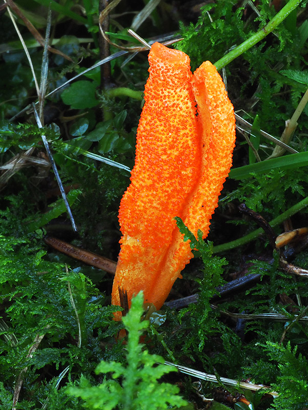 žezlovka hmyzová Cordyceps militaris (Fr.) Link