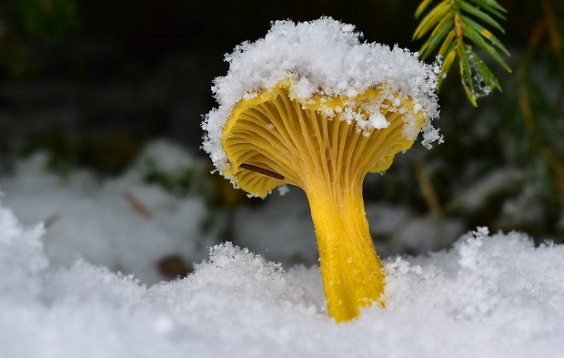 kuriatko lievikovité Craterellus tubaeformis (Fr.) Quél.