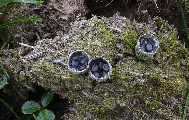 čiaškovec výkalový Cyathus stercoreus (Schwein.) De Toni