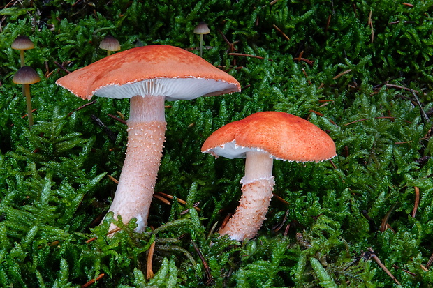 zrnivka rumelková Cystodermella cinnabarina (Alb. & Schwein.) Harmaja