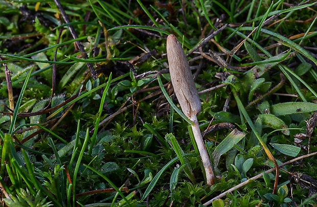 hrotovka stepná Galeropsis desertorum Velen. & Dvořák