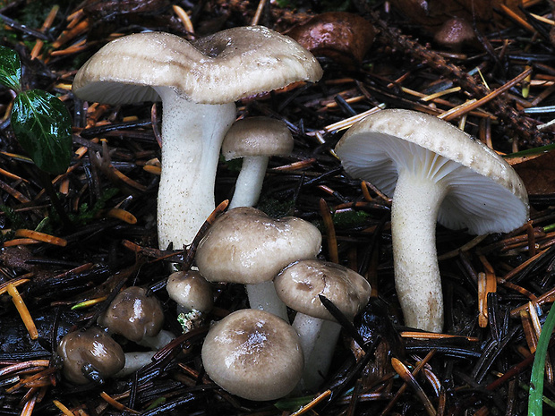 šťavnačka bodkovaná Hygrophorus pustulatus (Pers.) Fr.