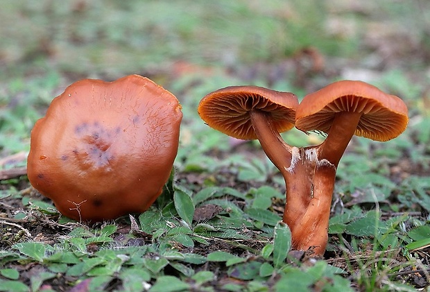 lakovka veľká Laccaria proxima (Boud.) Pat.