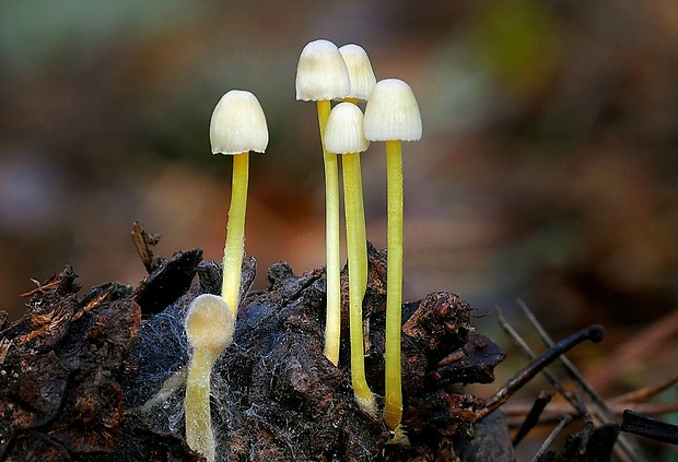 prilbička slizká Mycena epipterygia (Scop.) Gray