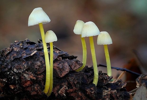 prilbička slizká Mycena epipterygia (Scop.) Gray