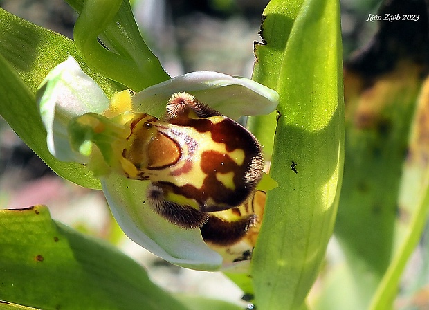 hmyzovník včelovitý Ophrys apifera Huds.