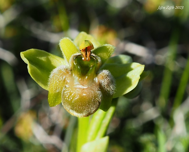 hmyzovník Ophrys bombyliflora Link