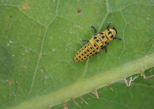 lienka múčnatá Psyllobora vigintiduopunctata