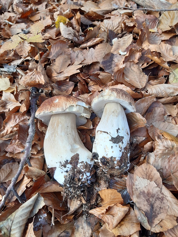 hríb smrekový Boletus edulis Bull.