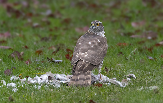 jastrab krahulec  Accipiter nisus