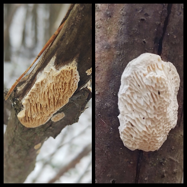 trúdnikovček? Antrodia sp.