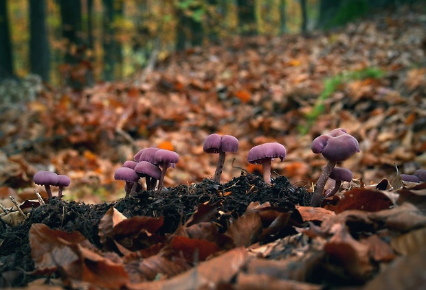 lakovka ametystová Laccaria amethystina (Huds.) Cooke