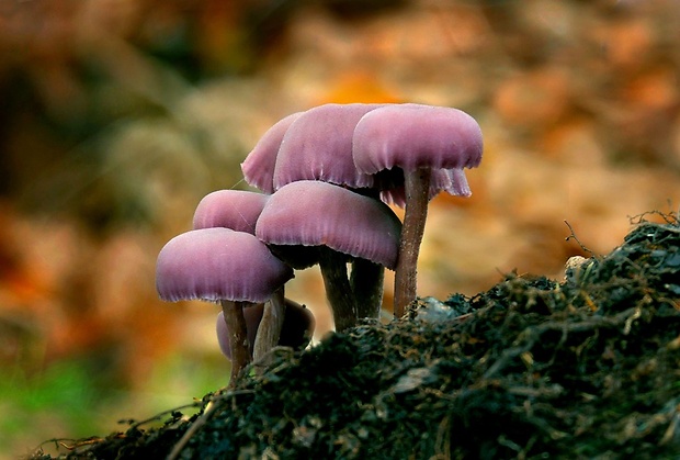 lakovka ametystová Laccaria amethystina (Huds.) Cooke