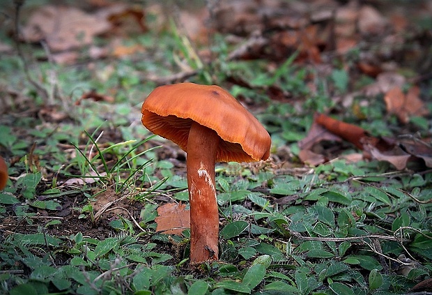 lakovka veľká Laccaria proxima (Boud.) Pat.