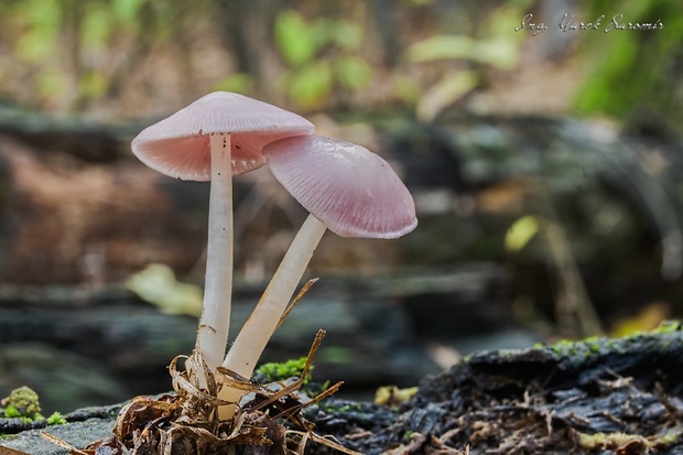 prilbička ružovkastá Mycena rosea Gramberg