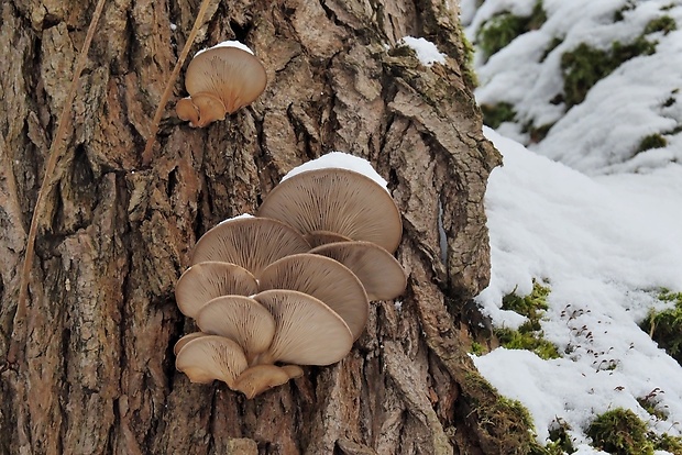 hliva ustricovitá Pleurotus ostreatus (Jacq.) P. Kumm.