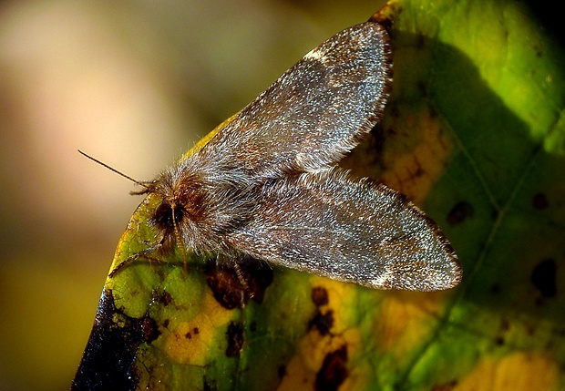 chochlatka javorová Ptilophora plumigera