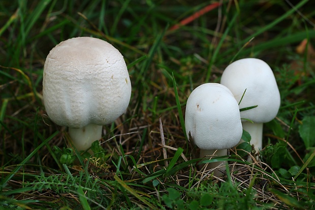 pečiarka páchnuca Agaricus xanthodermus Genev.