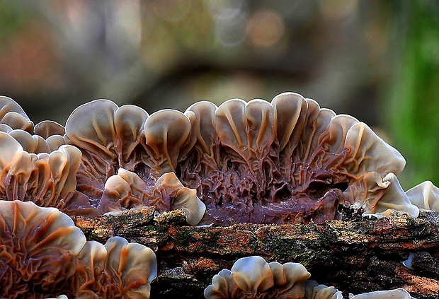 uchovka pásikavá Auricularia mesenterica (Dicks.) Pers.