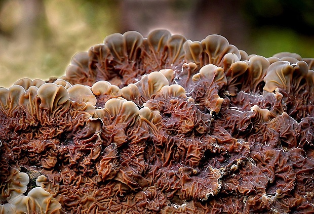 uchovka pásikavá Auricularia mesenterica (Dicks.) Pers.