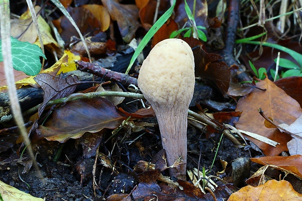 kyjak obrovský Clavariadelphus pistillaris (Fr.) Donk