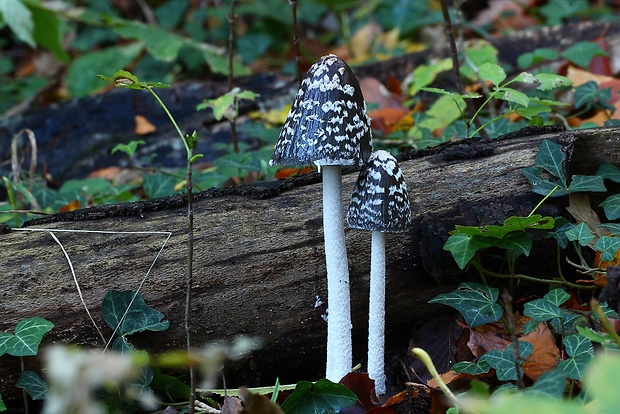 hnojník strakatý Coprinopsis picacea (Bull.) Redhead, Vilgalys & Moncalvo