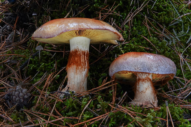 pavučinovec Cortinarius cupreorufus