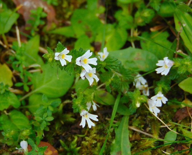 očianka Euphrasia sp.