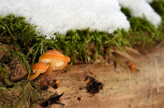 plamienka Flammulina sp.