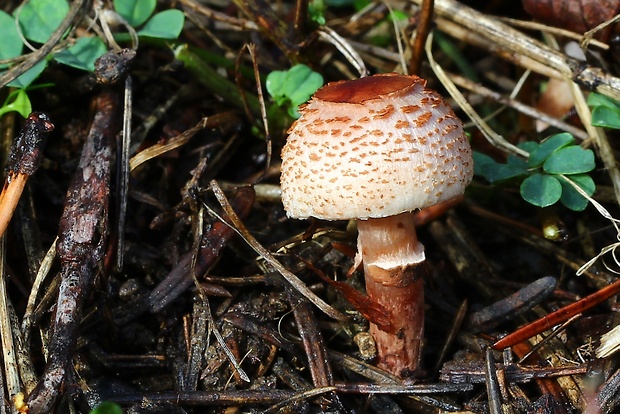 bedlička fialovkastá Lepiota lilacea Bres.