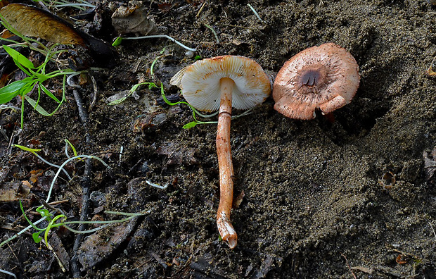 bedlica šafranovočervená Leucoagaricus croceovelutinus (Bon & Boiffard) Bon & Boiffard