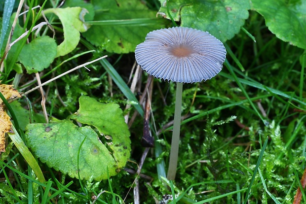 hnojník Parasola sp.